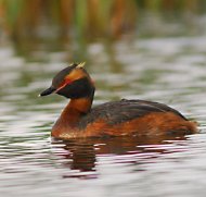 Füles vöcsök, Podiceps auritus