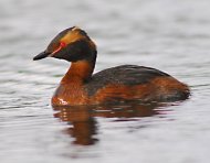 Füles vöcsök, Podiceps auritus