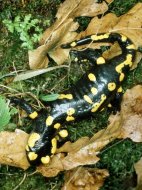 Foltos szalamandra, Salamandra salamandra