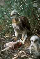 Gatyás ölyv,(fiókák hófajd maradvánnyal) Buteo lagopus