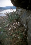 Gatyás ölyv, Buteo Lagopus