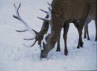 gímszarvas,(bika),Cervus elaphus