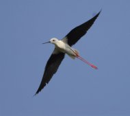 gólyatöcs, Himantopus himantopus