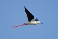 gólyatöcs, Himantopus himantopus