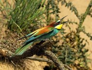 gyurgyalag  Merops apiaster                                                     gyurgyalag  Merops apiaster