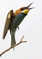 gyurgyalag Merops apiaster 1.