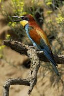 Gyurgyalag merops apiaster