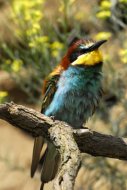 Gyurgyalag,(fürdés után) Merops apiaster