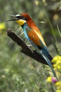 Gyurgyalag Merops apiaster