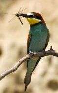 Gyurgyalag Merops apiaster