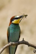 Gyurgyalag Merops apiaster