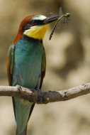 Gyurgyalag Merops apiaster