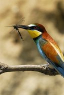 Gyurgyalag Merops apiaster