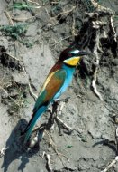 Gyurgyalag, Merops apiaster