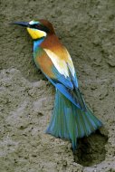 Gyurgyalag, Merops apiaster