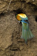 Gyurgyalag, Merops apiaster