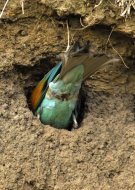 Gyurgyalag, Merops apiaster