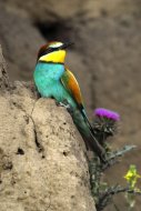 Gyurgyalag, Merops apiaster