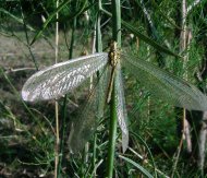 Hangyafarkas Myrmecaeleurus trigrammus