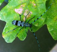 Havasi cincér Rosalia alpina