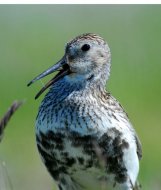 havasi partfutó, Calidris alpina