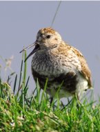 havasi partfutó, Calidris alpina