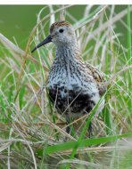 havasi partfutó, Calidris alpina