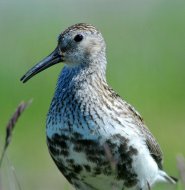 havasi partfutó, Calidris alpina