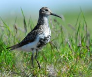 havasi partfutó, Calidris alpina