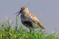 havasi partfutó, Calidris alpina