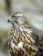 héja Accipiter gentilis,