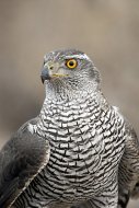 héja, Accipiter gentilis