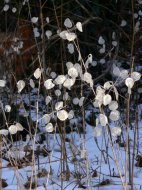 kerti holdviola, Lunaria annua