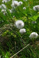 hüvelyes gyapjúsás, Eriophorum vaginatum