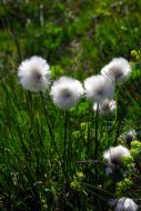 hüvejes gyapjúsás, Eriophorum vaginatum