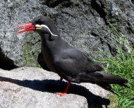 inka csér, Larosterna inca