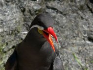 inca csér, Larosterna inca