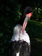 nyerges gólya vagy jabiru (tollászkodó)   Ephippiorhynchus senegalensis