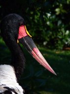 nyerges gólya, vagy jabiru (portré) Ephippiorhynchus  senegalensis