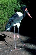 nyerges gólya vagy jabiru,/habitus),Ephippiorhynchus senegalensis