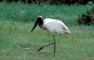 Jabiru  Jabiru mycteria