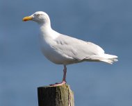 jeges sirály ,Larus hyperboreus