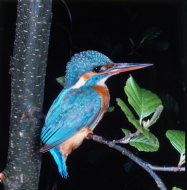 Jégmadár , Alcedo atthis