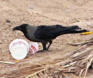 Indiai varjú,Corvus splendens