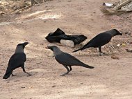 Indiai varjú, Corvus splendens