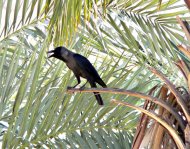 Indiai varjú, Corvus splendens