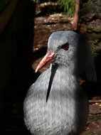 kagu. Rhynocethos  jubatus