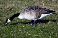 kanadai lúd Branta canadensis