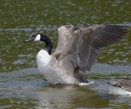 kanadai lúd, Branta canadensis