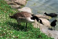 Kanadai lúd, Branta canadensis